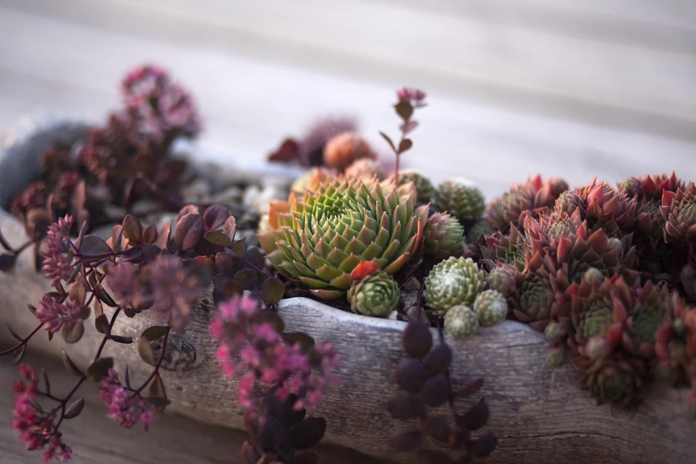 Small succulent in a modern ceramic planter